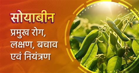 सोयाबीन प्रमुख रोग लक्षण बचाव एवं नियंत्रण Soybean Major Diseases Symptoms Prevention And