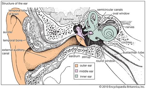 Human Ear Anatomy Of The Human Ear Britannica Hot Sex Picture