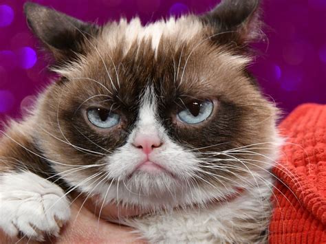 Grumpy Cat So Beautiful