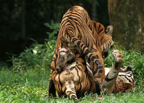 Porn In A Tiger Leotard Photos Motherless Porn Pics