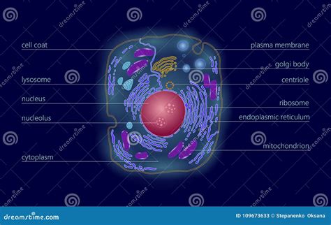 Eukaryotic Cells Microscope