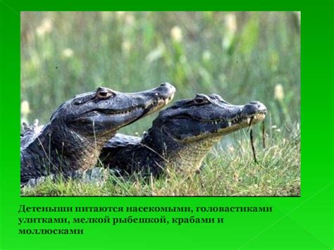 Крокодил - презентация онлайн