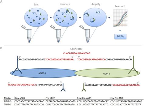 Schematic Outline Of The Proximity Ligation Assay Pla Technical