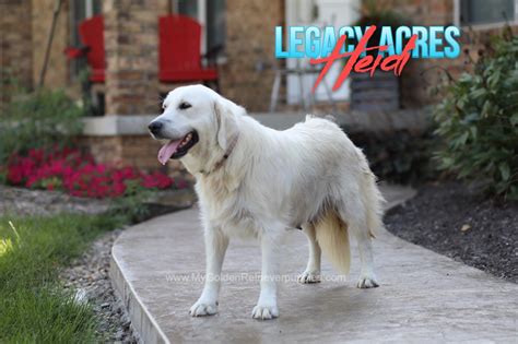 Legacy Acres Heidi My Golden Retriever Puppies