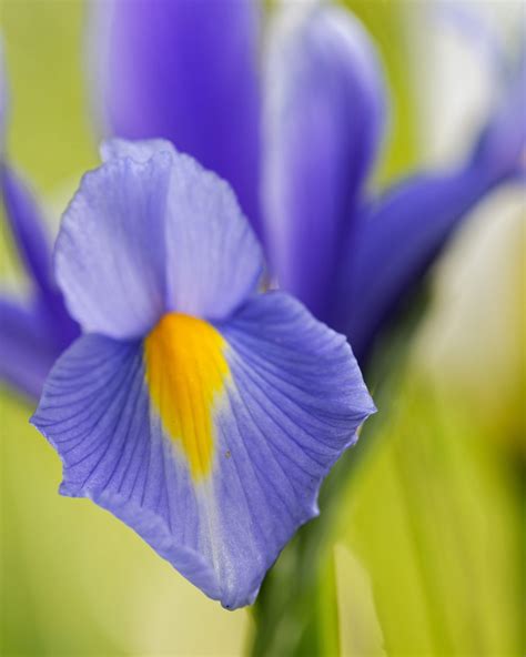 Exploring Blue Iris Symbolism And Cultural Significance LÖv Flowers