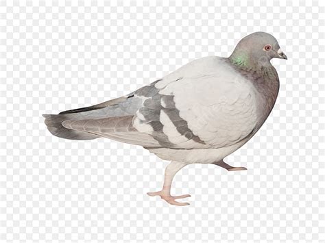 Dove Bird White Transparent Dove Bird Pigeon Birds Flying Pigeon