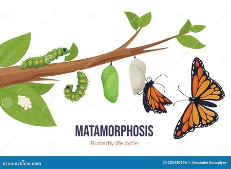 Cartoon Butterfly Life Cycle Metamorphosis Vector Flat Illustration