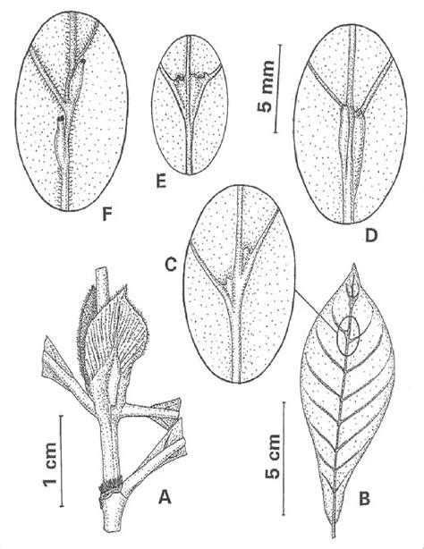 Figure 4 From Psychotria Viridis A Botanical Source Of