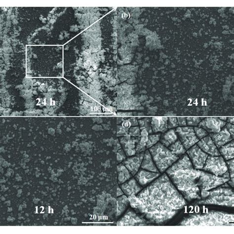 Surface SEM Images Of Corrosion Products Of The Extruded Alloy A