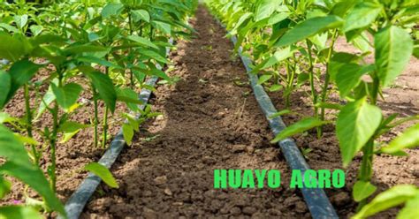 Pepper Transplanter Huayo Agro Machine