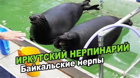 Иркутский нерпинарий - YouTube
