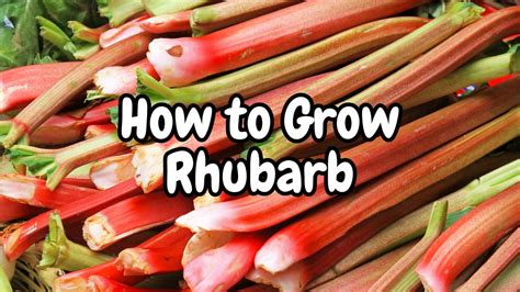 How To Grow Rhubarb Grow Harvest Eat