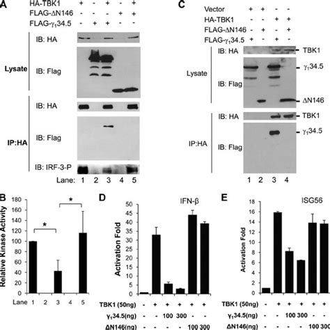 A Effect Of ␥ 1 34 5 Variants On Irf3 Phosphorylation By Tbk1 293t