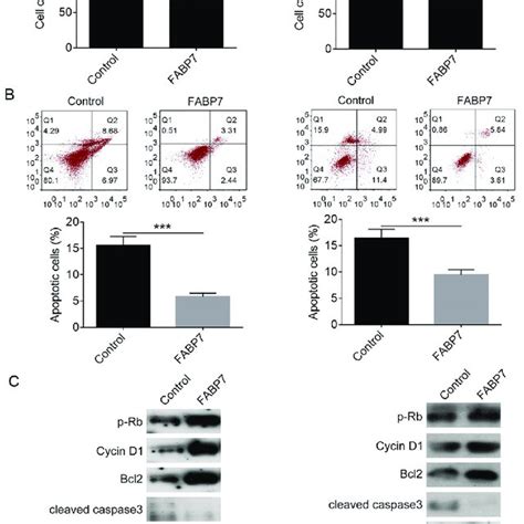 Fabp Over Expression Promotes Cc Cell Cycle Progression And Inhibits