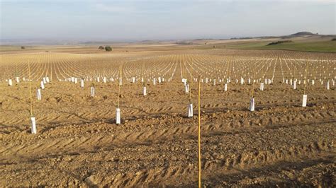 El Cultivo Del Olivo En Secano En Alta Densidad Nuevas T Cnicas De