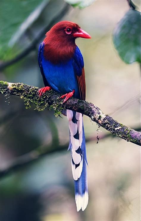 A Red White And Blue Bird Perched On A Tree Branch With Leaves In The