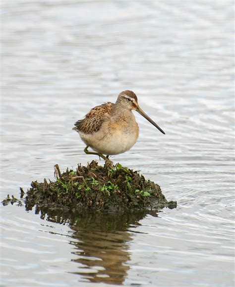 NW Bird Blog: Long-billed Dowitcher