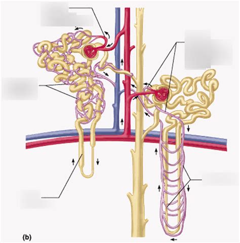 815 Final Peritubular Capillaries And Vasa Recta Diagram Quizlet