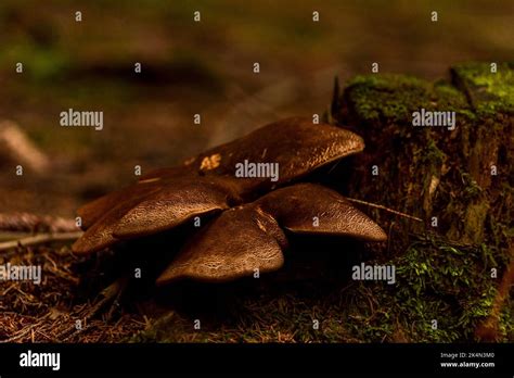 Root Mushroom In Spruce And Pine Tree Forest In Summer Hot Wet Day