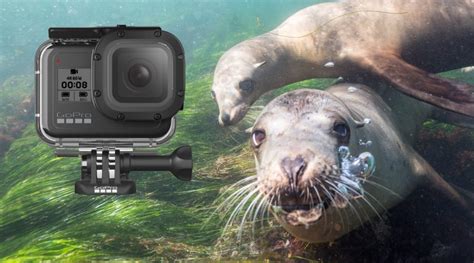 3 Tips for GoPro Underwater Video - Imagine Scuba