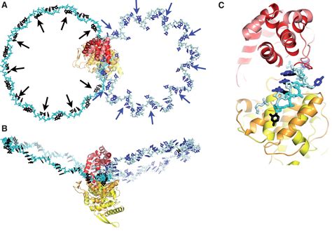 Crystal Structure Of A Nucleocapsid Like Nucleoprotein Rna Complex Of