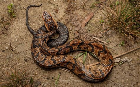 Cottonmouth - Water Moccasin - Agkistrodon conanti — HongKongSnakeID.com