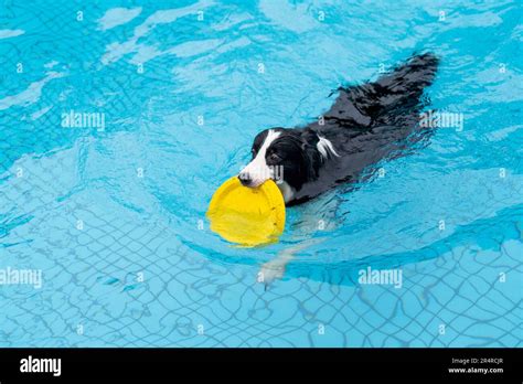 Border Collie Swimming In The Pool Stock Photo Alamy