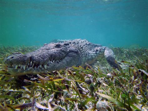 #crocodile #underwater #diving #wild #animal | Crocodiles, Crocodile, Animals