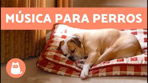 2 horas de MÚSICA RELAJANTE PARA PERROS YouTube