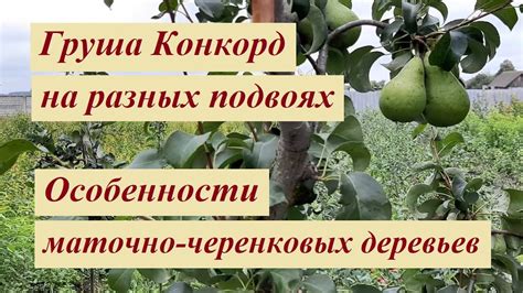 Груша Конкорд плоды - YouTube