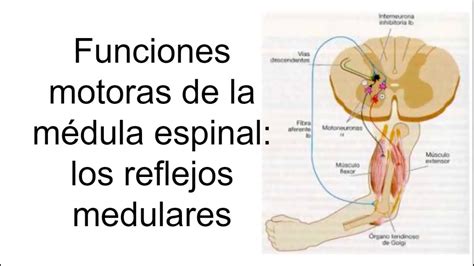 Funciones motoras de la médula espinal reflejos medulares Fisiología