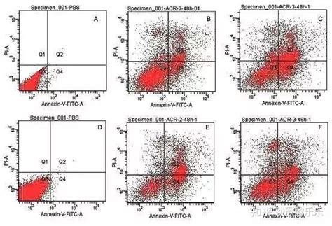 如何区分细胞凋亡与坏死 知乎