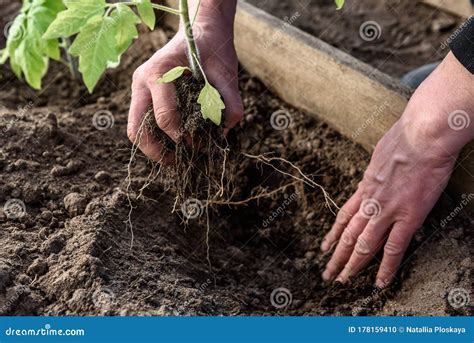 Gardener Hands Planting A Tomatoes Seedling In Soil Stock Photo Image