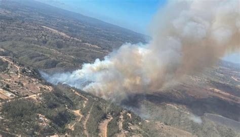 Incendio Forestal En Algarrobo Fue Controlado Y Cancelan Alerta Roja En La Comuna 89 Hectáreas