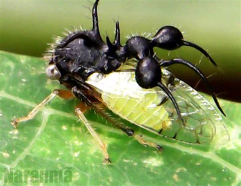 Insetologia Identificação de insetos Soldadinho Formiga Cyphonia em