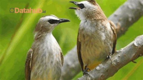 Ramuan Untuk Burung Trucukan Biar Gacor Siang Malam