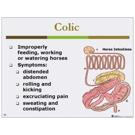 Common Animal Diseases PowerPoint® Presentation