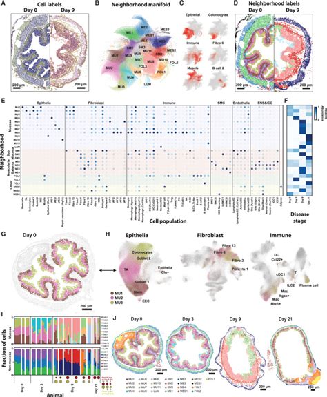 Charting The Cellular Biogeography In Colitis Reveals Fibroblast