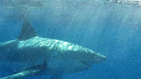 Great White Shark Spotted Off The Coast Of Stuart WPEC