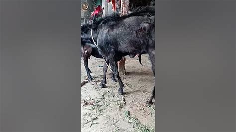 Goat Beautiful Beautiful Goat Farm Episode 240 । बकरी सुंदर सुंदर बकरी