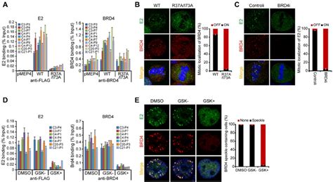 Brd4 Is Essential For Persistent Hpv1 E2 Binding To Host Mitotic