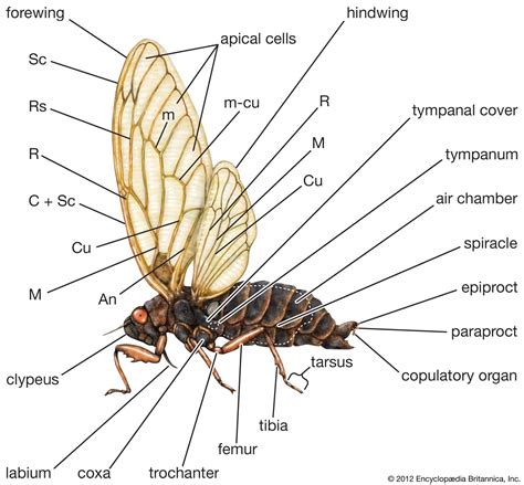 Cicadas Anatomy