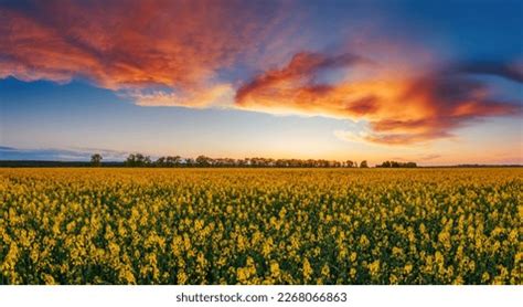 5,119 Rapeseed Wallpaper Images, Stock Photos & Vectors | Shutterstock