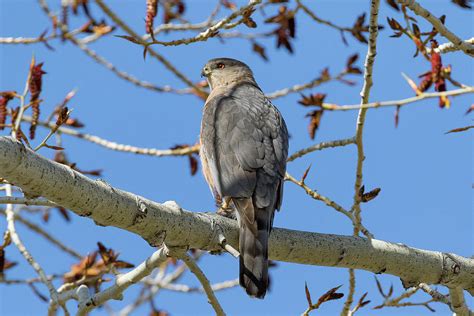 Coopers Hawk Keeps Watch Photograph By Tony Hake Fine Art America