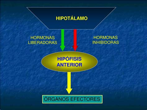 PPT Eje Hipotálamo Hipófisis PowerPoint Presentation free download