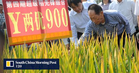 Father Of Hybrid Rice Develops New Variety That Beats His Own World Record South China