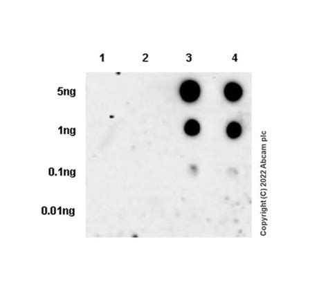 SARS CoV 2 Spike Glycoprotein S2重组抗体 EPR25038 122 SARS CoV 2 Spike