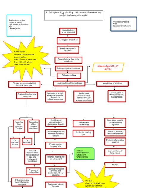 Pathophysiology Of Brain Abscess Secondary To Chronic Otitis Media Pdf Ear Medical Specialties