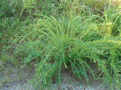 Sericea Lespedeza