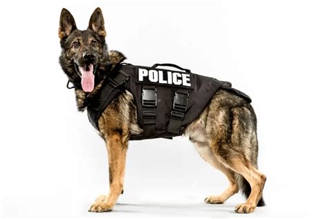 Top 10 Best Police Dog Breeds Best Large Breed Puppy Food